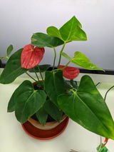 Suprabhat D. review photo