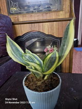 Shaini N. review photo