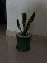Shreya N. review photo