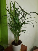 Senthilkumar v. review photo