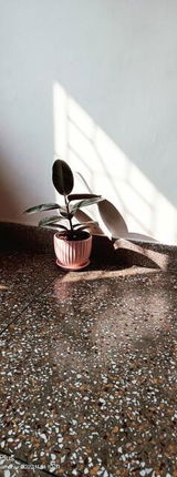 Dubey H. review photo