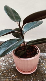 Dubey H. review photo