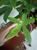 Amrita K. review photo