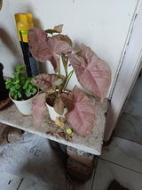 Anantharaju m. review photo