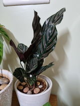 Urbi S. review photo