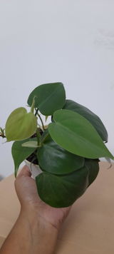Sibani P. review photo