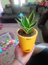 Aarthi M. review photo
