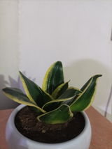 Vineet K.T. review photo