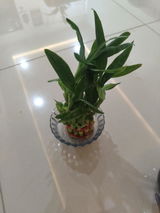 Raji R. review photo