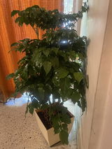 Priyanka S. review photo