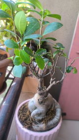 Shameem A. review photo