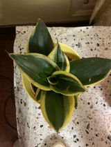 Gagan B. review photo