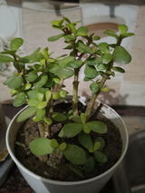 Jyotsna j. review photo