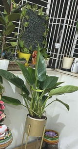 Manjuvani T. review photo
