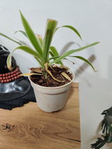 Shweta M. review photo