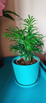 Anam Z. review photo