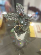 Mukesh B. review photo
