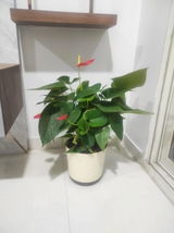 Rajiv R.S. review photo