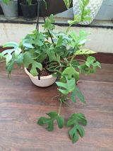 Swayamsiddha M. review photo