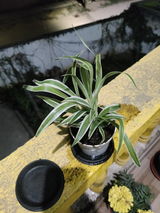abhishek k. review photo