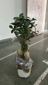 Nilofar B. review photo