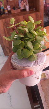 Soumya R. review photo