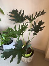 Gayatri C. review photo