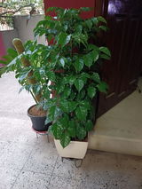 Amrita K. review photo