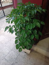 Amrita K. review photo