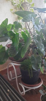 Chaitali L. review photo