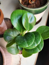 Nitish S. review photo