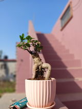 S.C. review photo