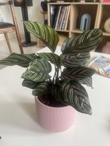 Ananya C. review photo