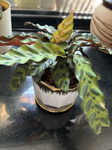 manisha R.P. review photo