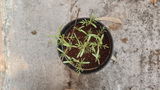 PRASANT B. review photo