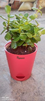 NIVETA R. review photo
