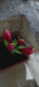 Anuran M. review photo