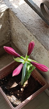 Anuran M. review photo