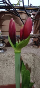 Anuran M. review photo