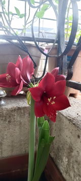 Anuran M. review photo