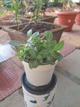 Shreya M. review photo