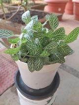 Shreya M. review photo