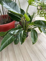 Manav R. review photo