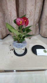 Sandesh P. review photo