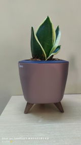 Rishi P. review photo