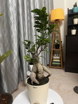 Surbhi S. review photo