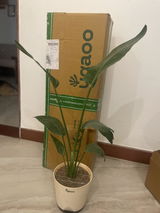 Ayushi G. review photo