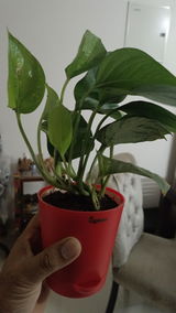 Arnab P. review photo