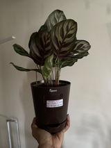 Himani J. review photo
