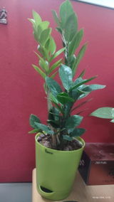 Vishal D. review photo